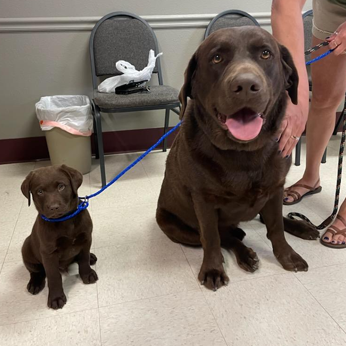 two dogs at the vet