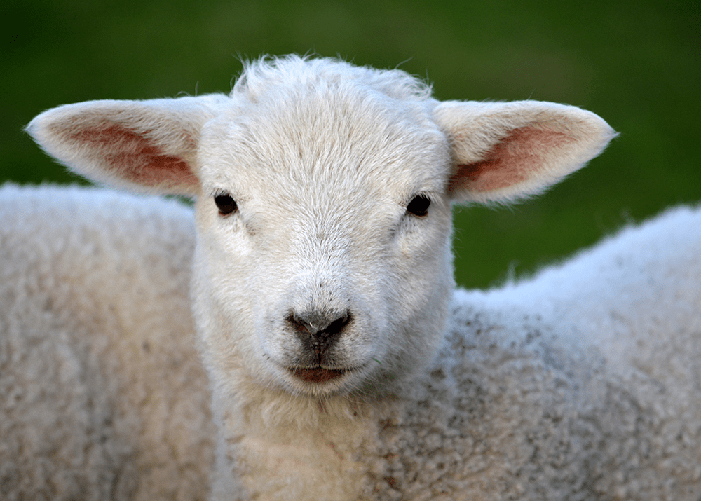 Sheep-image