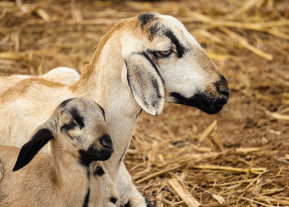 goat-vaccinations
