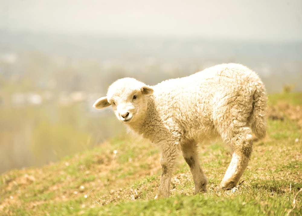 sheep-deworming